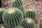 Barrel Cactus in rocky landscaping