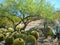 Barrel Cactus under Mesquite tree shade