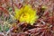 Barrel cactus with yellow flower near Black Mountain Nevada