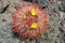 Barrel cactus with yellow flowers near Black Mountain Nevada