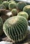 Barrel cactuses