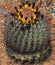 Barrel or Hedgehog cactus of Arizona