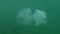 Barrel jellyfish, Rhizostoma pulmo swim in the green water. Underwater shot, close-up