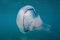 A barrel jellyfish Rhizostoma pulmo underwater sea