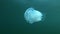 Barrel jellyfish Rhizostoma pulmo Underwater shot, close-up