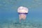 Barrel Jellyfish underwater Rhizostoma pulmo in turquoise sea