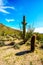 Barrel, Saguaro and Ocotillo cacti in the semi desert landscape of Usery Mountain Regional Park near Phoenix Arizona