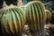 A barrel shape cactus with green color with spike and thorn on the ground - photo bogor