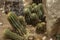 A barrel shape cactus with green color with spike and thorn on the ground soil - photo bogor