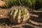 Barrel-Shaped Cactus Plant in Garden