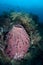 Barrel Sponge on Beautiful Reef