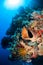 Barrel sponge, feather stars, black sun coral in Banda, Indonesia underwater photo