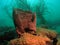 Barrel Sponge and Sea Plumes