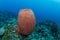Barrel sponge in tropical coral reef