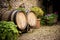 Barrels for wine in Burgundy. France.