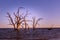 Barren dead trees growing in the water.