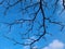 Barren deciduous tree with icy branches silhouetted against a vibrant blue sky.