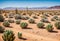 A barren desert landscape with cracked ground stretching for miles, dotted with resilient cacti standing tall against