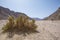 Barren desert landscape in hot climate with bush