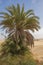 Barren desert landscape in hot climate with palm tree