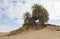 Barren desert landscape in hot climate with palm tree