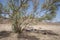 Barren desert landscape in hot desert climate with tree