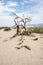 Barren desert sandy landscape of Death Valley National Park in California with sagebrush, a lone twisty tree and sand dunes