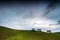 Barren dry tree on green hillside pasture. Useful as background.