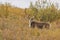 Barren Ground Caribou Bull