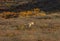 Barren Ground Caribou Bull in Autumn