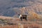 Barren Ground Caribou Bull in Autumn in Alaska