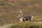 Barren ground Caribou Bull in Denali