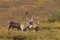 Barren Ground Caribou Bulls in Velvet