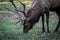 Barren-ground caribou eating grass in a park