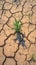 Barren landscape dried, cracked soil under scorching summer sun