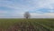 Barren lone tree in the spring field with growing wheat sprouts. Idyllic rural landscape, seasonal scene