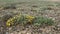 Barren Plants and Flowers on Arid Terrestrial Soil Surface