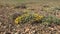 Barren Plants and Flowers on Arid Terrestrial Soil Surface