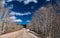 Barren Silver Trees Along a Curvy Road in Southwest Utah