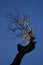 Barren tree against blue sky