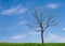 A barren tree with a blue sky and grass