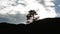 Barren tree and clouds