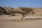 Barren tree in the desert