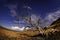 Barren tree in desert