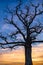 Barren Tree in front of blue sky and beautiful sunset