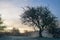 Barren tree on grassy hill