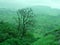 Barren Tree In A Green Backdrop