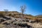 Barren tree with a large birds nest in the arid Nevada desert near Reno.