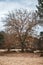 Barren tree in the sand in an open area surrounded by rocks and trees in Fontainebleau forest