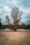 Barren tree in the sand in an open area surrounded by rocks and trees in Fontainebleau forest